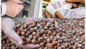 Fındık Alan Bazlı Destek Ödemesi 300 Lira Olmalı