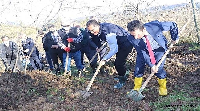 Fındık bahçelerinde Aralık ayında hangi bakımlar yapılmalı?