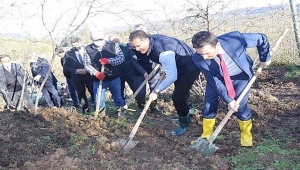 Fındık bahçelerinde Aralık ayında hangi bakımlar yapılmalı?