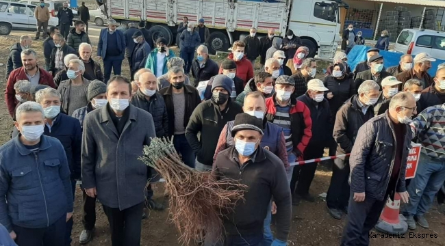 NİKSAR’DA BAĞ FİDANI DAĞITIMI YAPILDI 