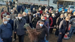 NİKSAR’DA BAĞ FİDANI DAĞITIMI YAPILDI 