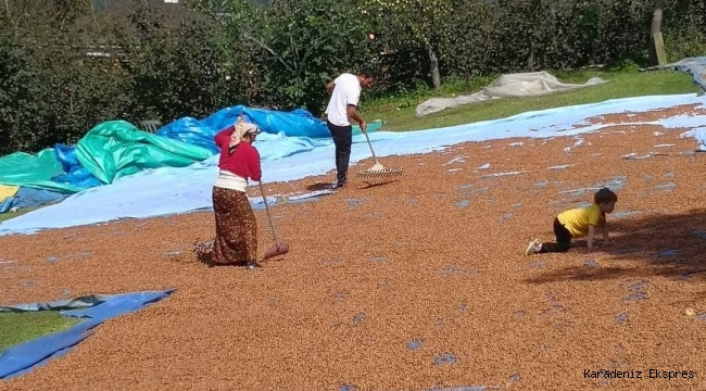 Sahipsiz ürün fındık, sahipsizliğin kurbanı olmaya devam ediyor... 