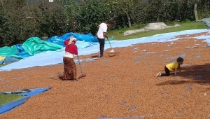 Sahipsiz ürün fındık, sahipsizliğin kurbanı olmaya devam ediyor... 