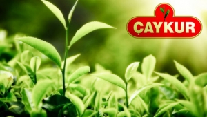 ÇAYKUR’dan yaş çay alım fiyatıyla ilgili açıklama