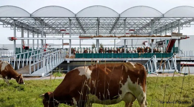 Hollanda'daki yüzen çiftlik geri dönüşüme katkı sağlıyor