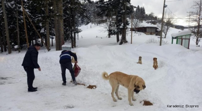 Yaylada mahsur kalan köpeklere devlet sahip çıktı