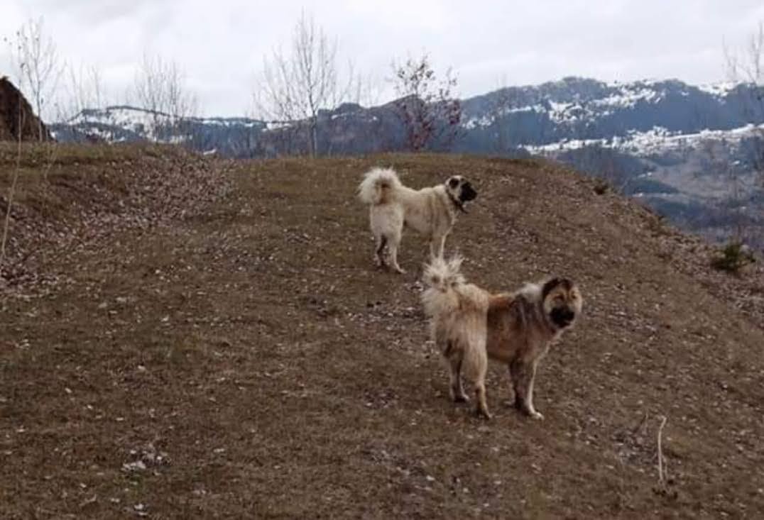 Yerli ırk yetiştiricileri: Bizimki asil köpek, pitbull silah