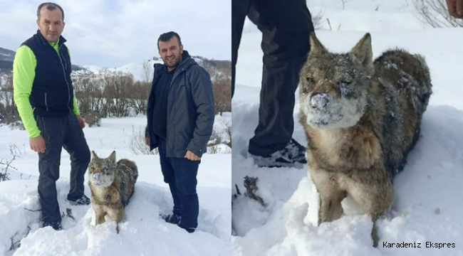 Hava sıcaklığı eksi 30'a kadar düştü; Donarak can veren bir kurt bulundu