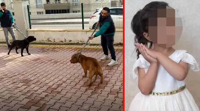 Başıboş köpeklerin saldırıları TBMM gündeminde