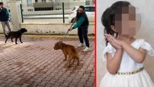 Başıboş köpeklerin saldırıları TBMM gündeminde