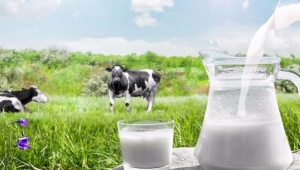 Çiğ süt fiyatları belirlendi!.. Üreticinin beklentisi yerine getirildi mi ?