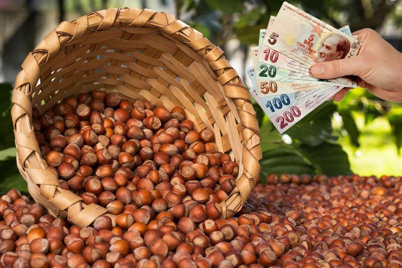 Fındık Alan Bazlı Gelir Destekleme Ödemeleri Başladı ?