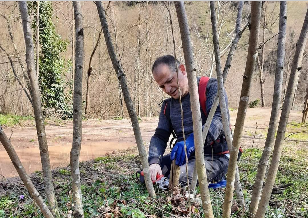 Fındık dal kesimlerinde dikkat edilmesi gereken hususlar... 