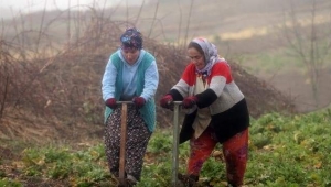 KARADENİZ'İN ÇALIŞKAN KADINLARI 