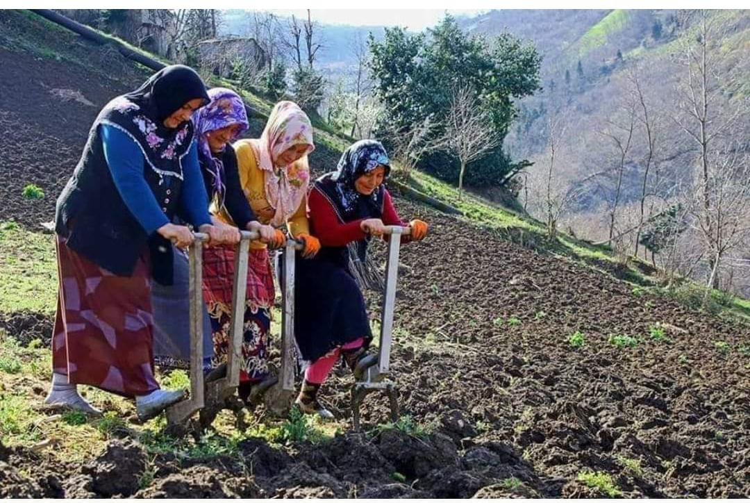 Karadeniz tarımı için bunları yapabilirsek kazanırız 