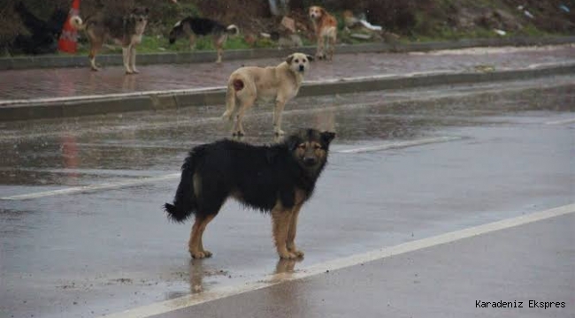 Kocaeli Üniversitesi kampüsünde köpeklerin saldırısına uğrayan üniversite öğrencisi o anları böyle kaydetti