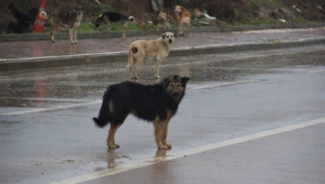 Kocaeli Üniversitesi kampüsünde köpeklerin saldırısına uğrayan üniversite öğrencisi o anları böyle kaydetti