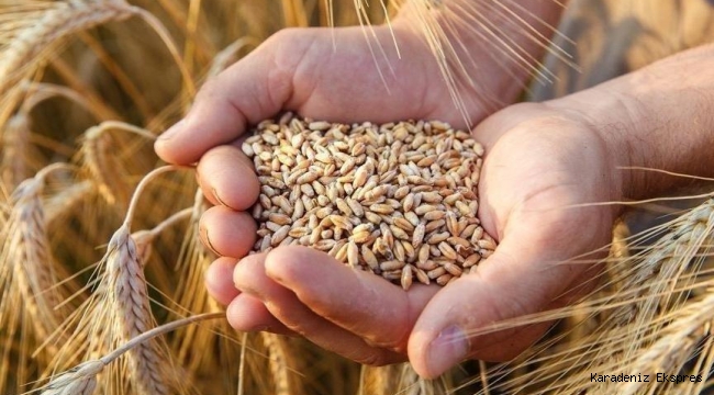 Neden Ukrayna ve Rusya Daha Çok Buğday ve Ayçiçeği Üretiyor?