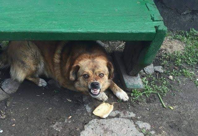 Başıboş sokak köpeklerinin saldırılarına bir yenisi daha eklendi