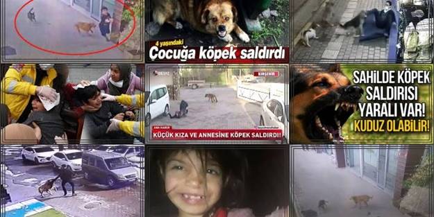 Av. Devrim Koçak, Başıboş Köpek Sorunu hakkında açıklamalarda bulundu