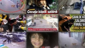 Av. Devrim Koçak, Başıboş Köpek Sorunu hakkında açıklamalarda bulundu