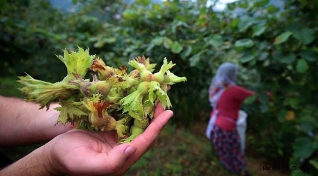 Fındık üretiminde maliyetler alarm veriyor : Çiftçi fiyat beklentisini açıkladı