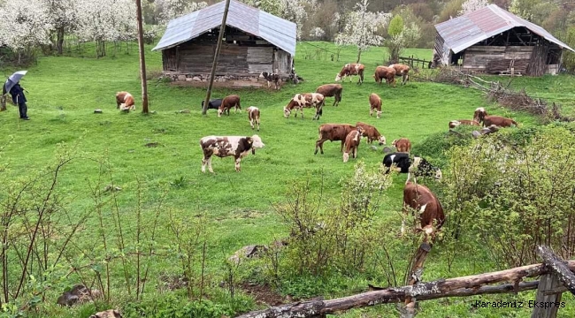 MESUDİYE HAYVAN ORGANİZE İHTİSAS BÖLGESİ MÜJDESİ..