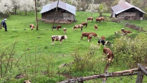 MESUDİYE HAYVAN ORGANİZE İHTİSAS BÖLGESİ MÜJDESİ..