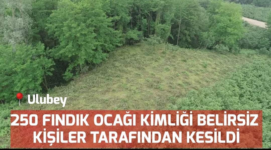 250 FINDIK OCAĞI KİMLİĞİ BELİRSİZ KİŞİLER TARAFINDAN KESİLDİ