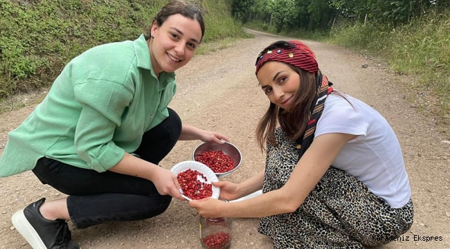 Altın kadar değerli: Fatsa'daki dağ çileğinin kilosu 200 lira