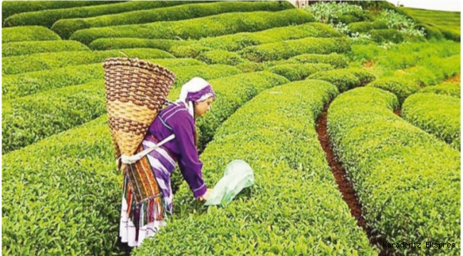 Çay Kanun teklifi üretim bölge taleplerini tam kapsamadı