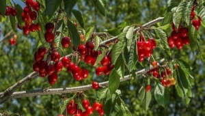 Fındığın Başkenti Kiraz'ın Anavatanı