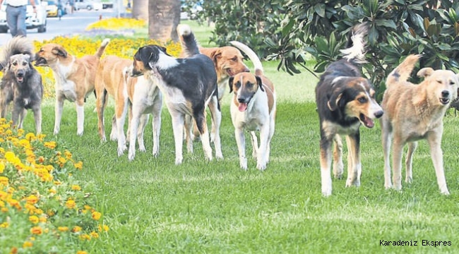 Sahipsiz köpek korkusu Avukat Devrim Koçak'a internet sitesi kurdurdu