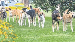 Sahipsiz köpek korkusu Avukat Devrim Koçak'a internet sitesi kurdurdu