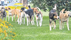 Sahipsiz köpek korkusu Avukat Devrim Koçak'a internet sitesi kurdurdu