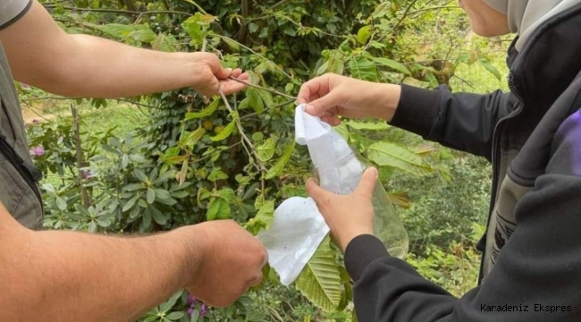 Yararlı böcekler, Giresun ve Ordu'da kestane ağaçlarının kurumasına neden olan zararlıyı yok edecek.