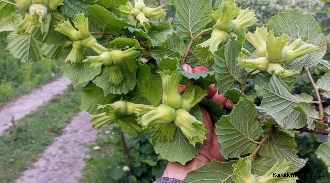 4 doların altındaki fındık fiyatını kabul etmiyoruz