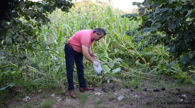 Fındık bahçelerine dadanan domuzlar üreticileri mağdur ediyor