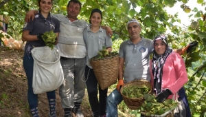 Fındık işçileri günlük 300 lira yevmiyeden aşağı çalışmak istemiyor!