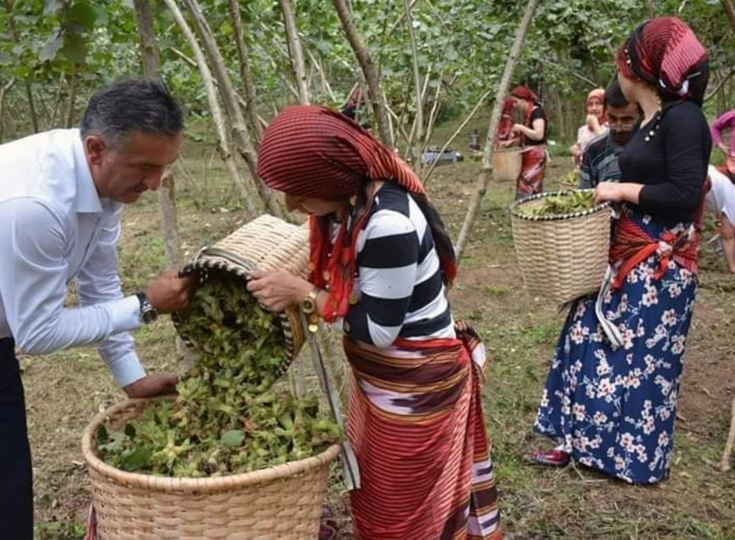 Fındık yevmiyesi ücreti 216 lira olarak belirlendi