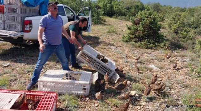 KARABÜK'TE KENE AVCILARI DOĞAYA SALINDI