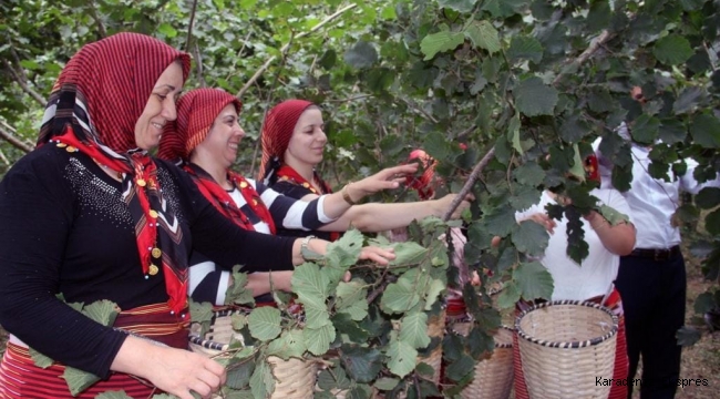 ORDU'DA FINDIK HASADINI KOLAYLAŞTIRAN PROJE