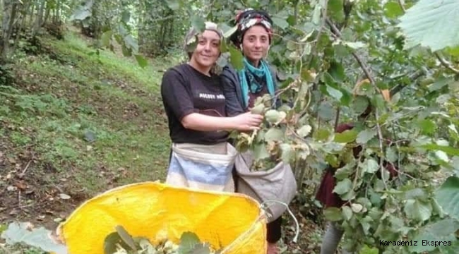 Fındıkta fiyat revize edilmeli; 60 TL üzeri olmalı