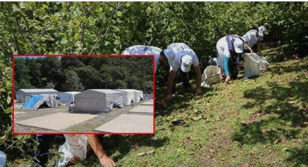 Mevsimlik fındık işçileri : “Mağduruz, bize sahip çıkın”