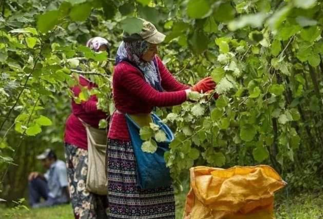 ORDU’DA FINDIKTA HASADI KOLAYLAŞTIRAN PROJE 