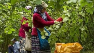 ORDU’DA FINDIKTA HASADI KOLAYLAŞTIRAN PROJE 