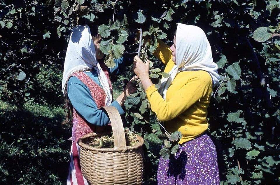 Ordu da yerli amele ücreti 350 TL 