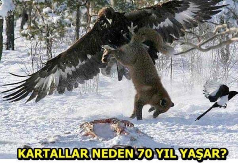 Kartal, kuş türleri içinde en uzun yaşayanıdır...