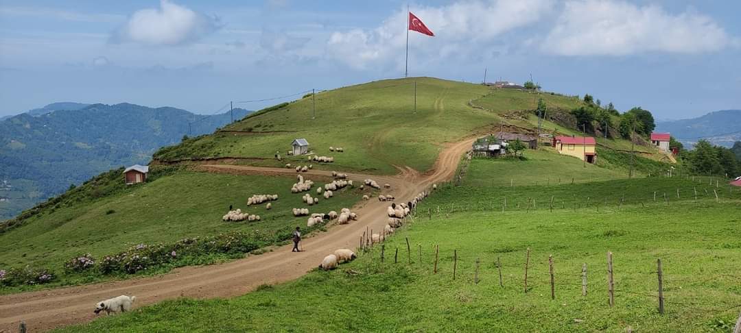 MESUDİYE ZIRAAT ODASI NE İŞ YAPAR..?