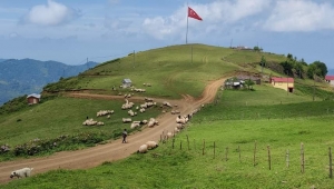 MESUDİYE ZIRAAT ODASI NE İŞ YAPAR..?